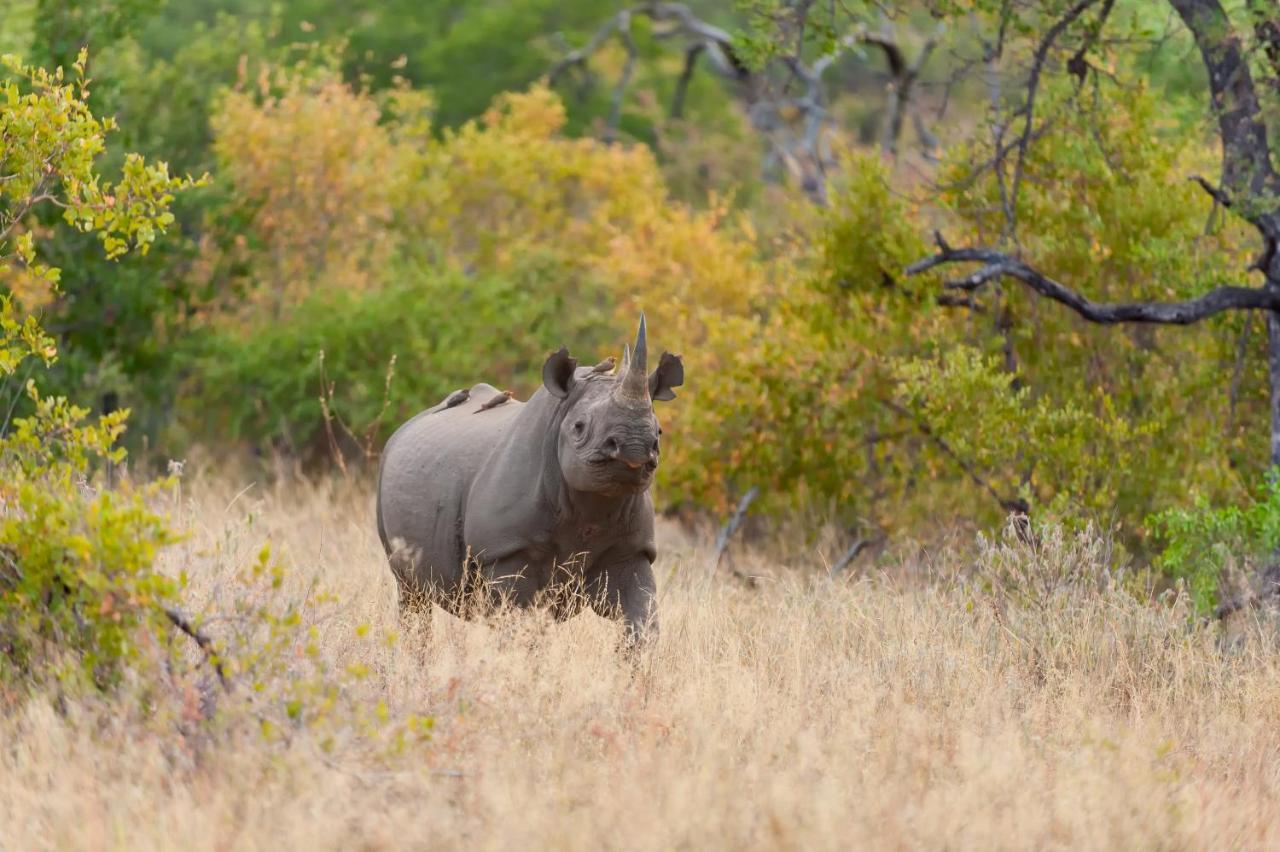 Pondoro Game Lodge Balule Game Reserve Εξωτερικό φωτογραφία